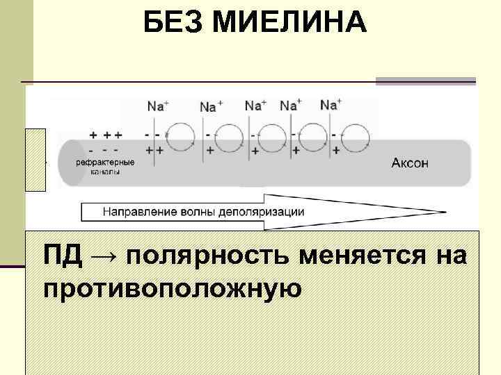 БЕЗ МИЕЛИНА ПД → полярность меняется на противоположную 