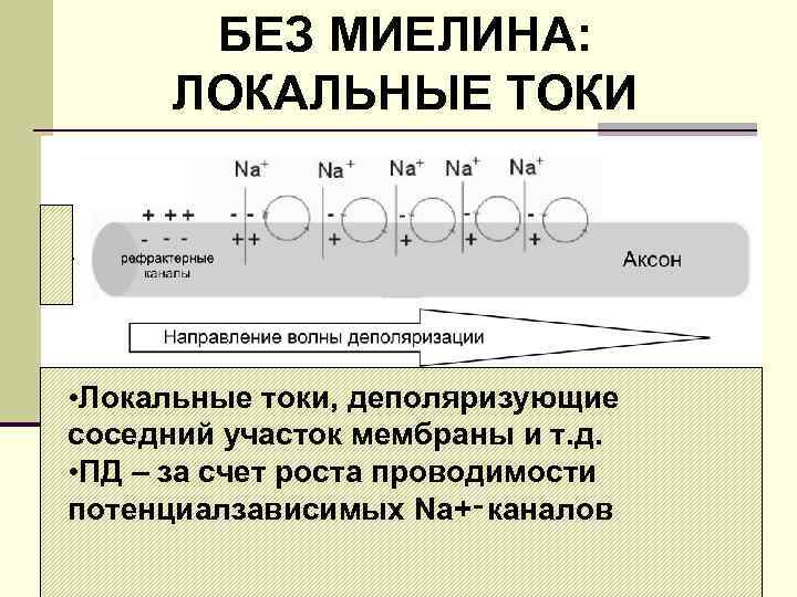 БЕЗ МИЕЛИНА: ЛОКАЛЬНЫЕ ТОКИ • Локальные токи, деполяризующие соседний участок мембраны и т. д.