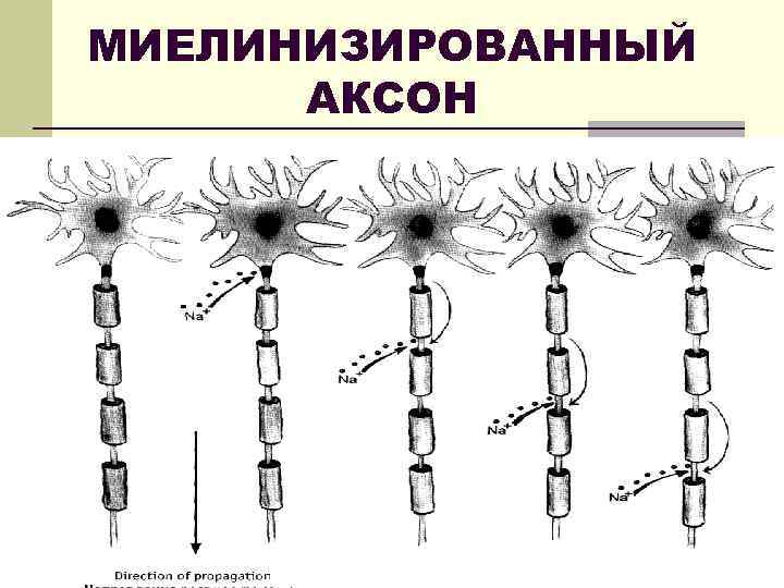 МИЕЛИНИЗИРОВАННЫЙ АКСОН 