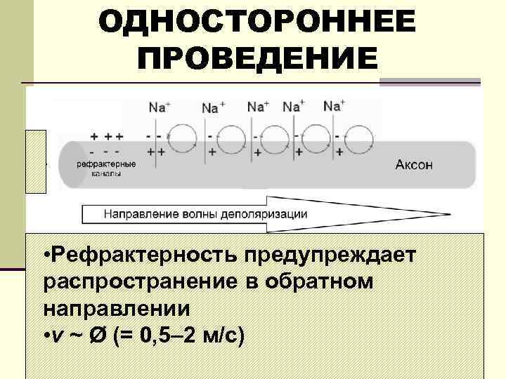 ОДНОСТОРОННЕЕ ПРОВЕДЕНИЕ • Рефрактерность предупреждает распространение в обратном направлении • v ~ Ø (=