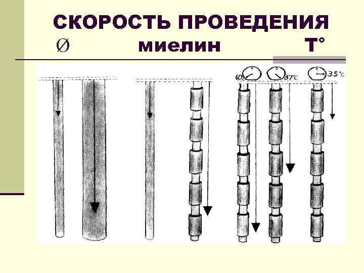 СКОРОСТЬ ПРОВЕДЕНИЯ Ø миелин Т° 