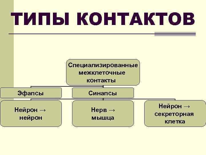 ТИПЫ КОНТАКТОВ Специализированные межклеточные контакты Эфапсы Нейрон → нейрон Синапсы Нерв → мышца Нейрон