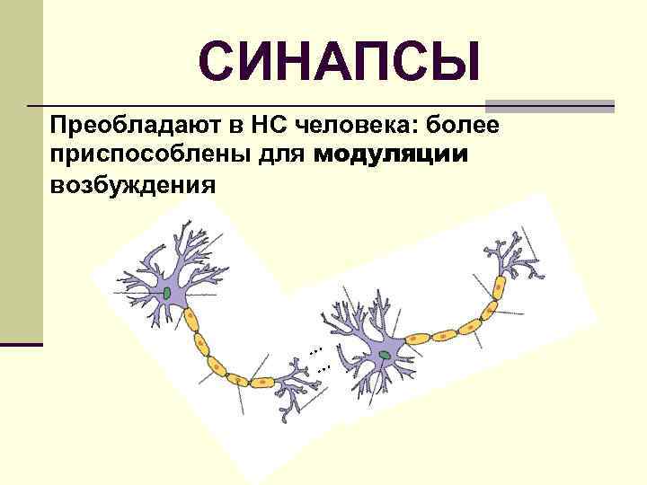 СИНАПСЫ Преобладают в НС человека: более приспособлены для модуляции возбуждения … … 