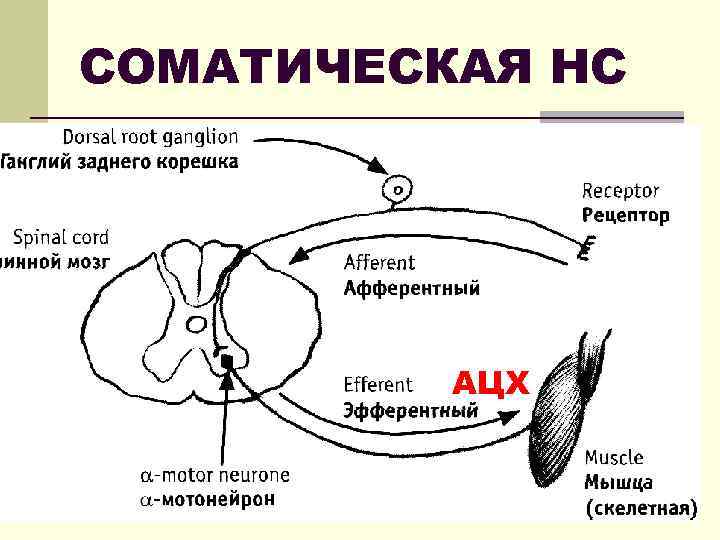 СОМАТИЧЕСКАЯ НС АЦХ 