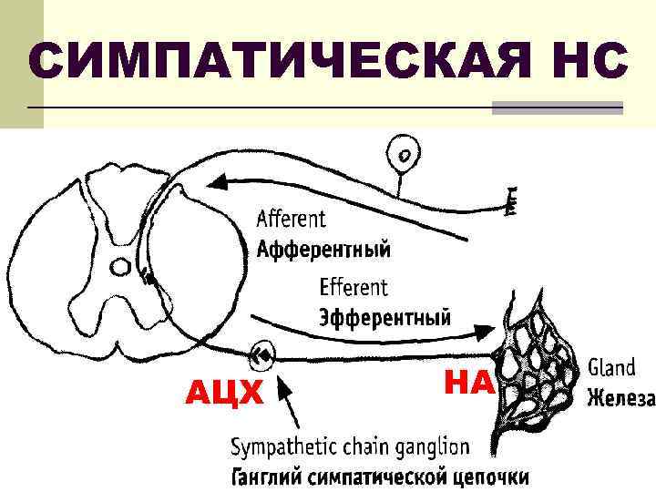 СИМПАТИЧЕСКАЯ НС АЦХ НА 