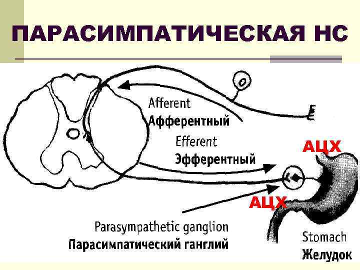 ПАРАСИМПАТИЧЕСКАЯ НС АЦХ 