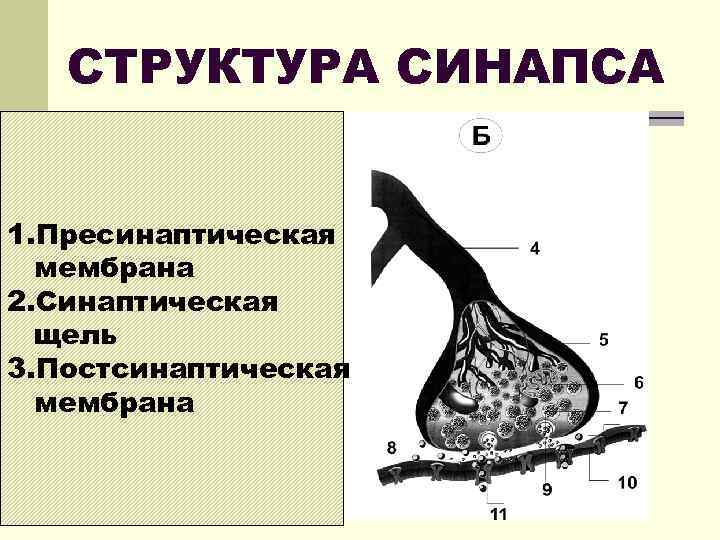 СТРУКТУРА СИНАПСА 1. Пресинаптическая мембрана 2. Синаптическая щель 3. Постсинаптическая мембрана 