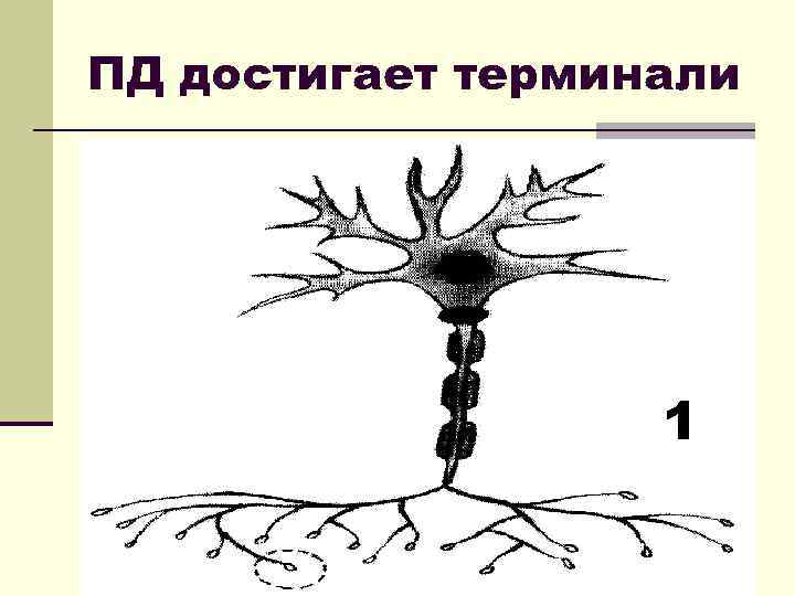 ПД достигает терминали 1 