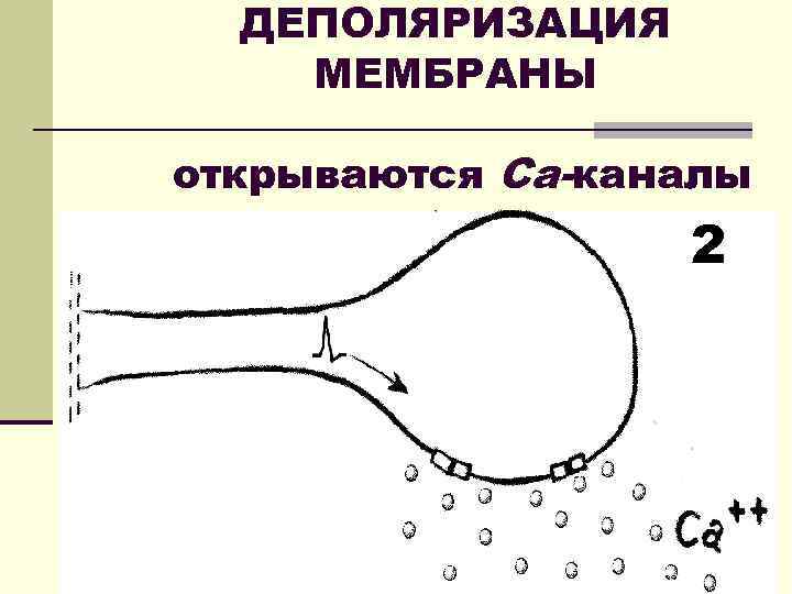 ДЕПОЛЯРИЗАЦИЯ МЕМБРАНЫ открываются Ca-каналы 2 