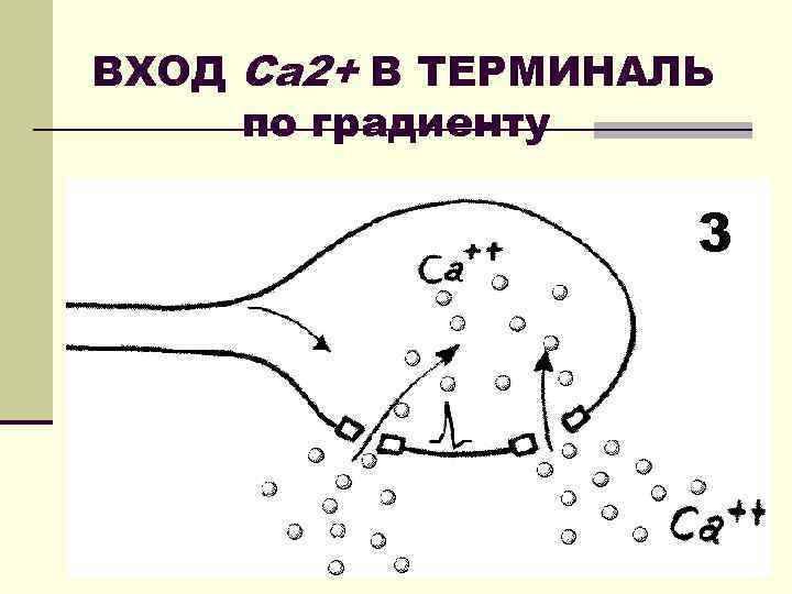 ВХОД Ca 2+ В ТЕРМИНАЛЬ по градиенту 3 