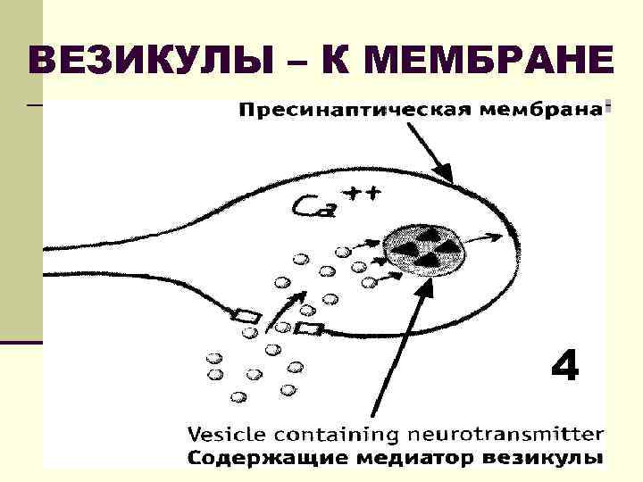 ВЕЗИКУЛЫ – К МЕМБРАНЕ 4 