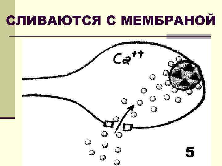 СЛИВАЮТСЯ С МЕМБРАНОЙ 5 