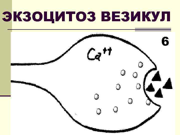 ЭКЗОЦИТОЗ ВЕЗИКУЛ 6 