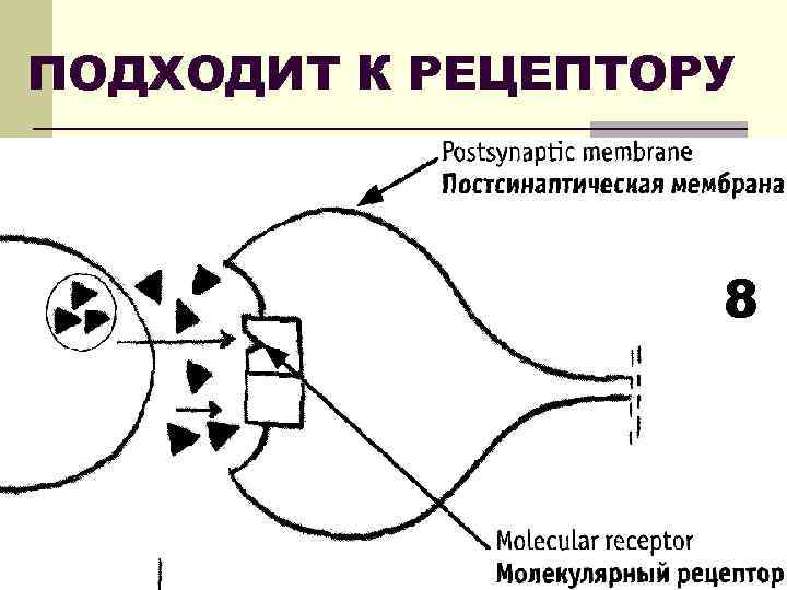 ПОДХОДИТ К РЕЦЕПТОРУ 8 