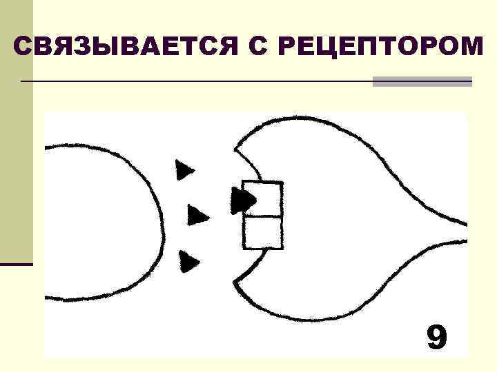 СВЯЗЫВАЕТСЯ С РЕЦЕПТОРОМ 9 