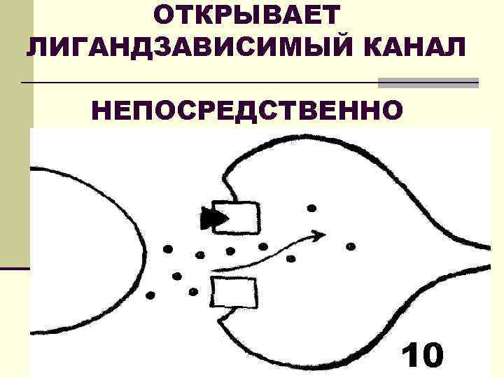 ОТКРЫВАЕТ ЛИГАНДЗАВИСИМЫЙ КАНАЛ НЕПОСРЕДСТВЕННО 10 