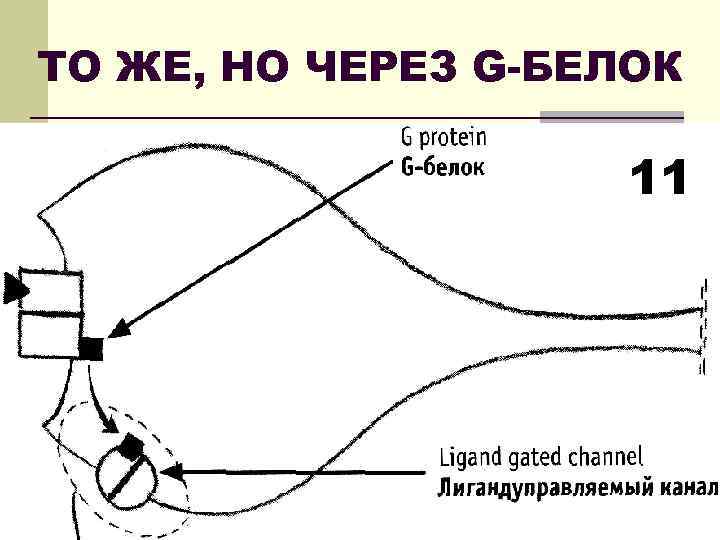 ТО ЖЕ, НО ЧЕРЕЗ G-БЕЛОК 11 