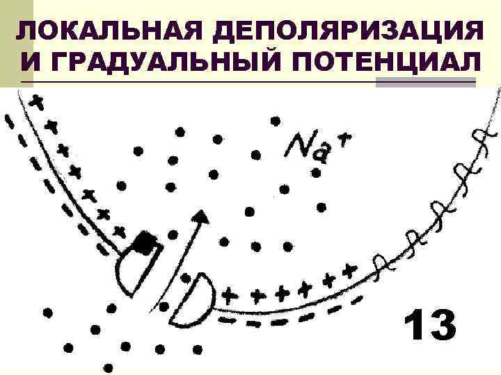 ЛОКАЛЬНАЯ ДЕПОЛЯРИЗАЦИЯ И ГРАДУАЛЬНЫЙ ПОТЕНЦИАЛ 13 