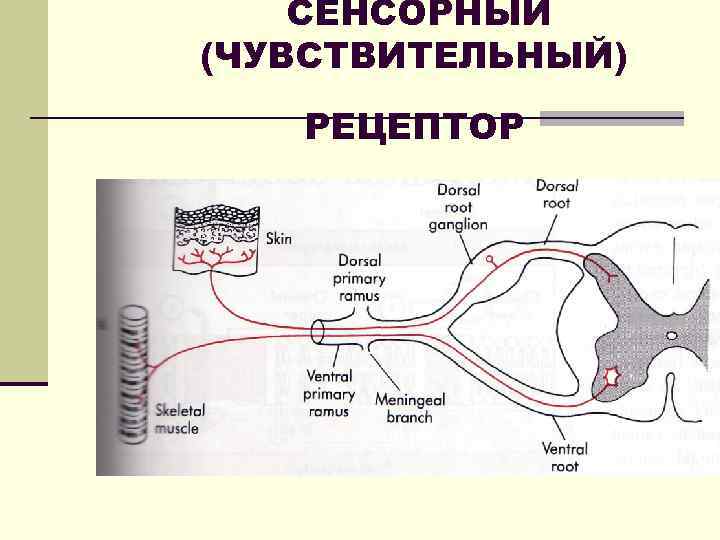  СЕНСОРНЫЙ (ЧУВСТВИТЕЛЬНЫЙ) РЕЦЕПТОР 