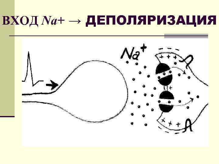 ВХОД Na+ → ДЕПОЛЯРИЗАЦИЯ 