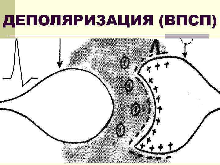 ДЕПОЛЯРИЗАЦИЯ (ВПСП) 