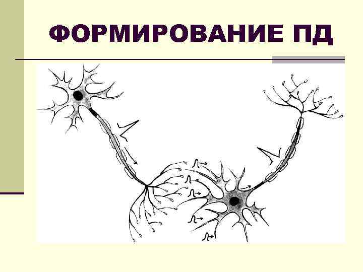 ФОРМИРОВАНИЕ ПД 