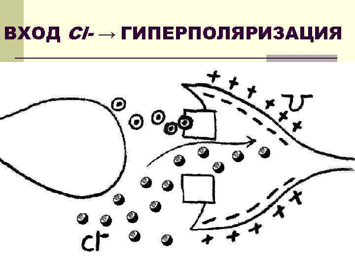 ВХОД Cl- → ГИПЕРПОЛЯРИЗАЦИЯ 