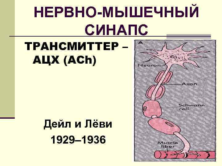 НЕРВНО-МЫШЕЧНЫЙ СИНАПС ТРАНСМИТТЕР – АЦХ (ACh) Дейл и Лёви 1929– 1936 