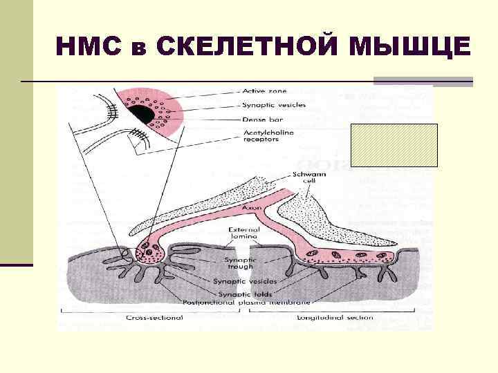 НМС в СКЕЛЕТНОЙ МЫШЦЕ 