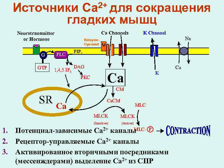 Биохимия поступление. Сокращение гладких мышц физиология схема. Механизм сокращения гладких миоцитов. Механизм сокращения гладких мышц.