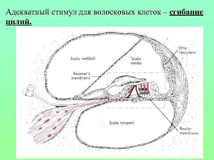 Адекватный стимул для волосковых клеток – сгибание цилий. 