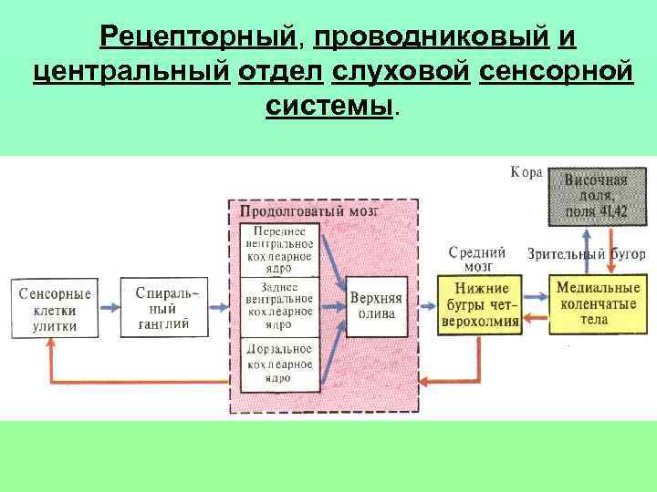 Рецепторный, проводниковый и центральный отдел слуховой сенсорной системы. 