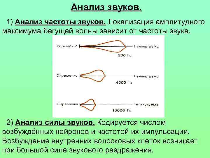 Анализ звуков. 1) Анализ частоты звуков. Локализация амплитудного максимума бегущей волны зависит от частоты