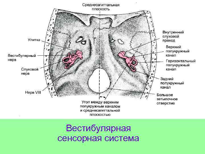 Вестибулярная сенсорная система 