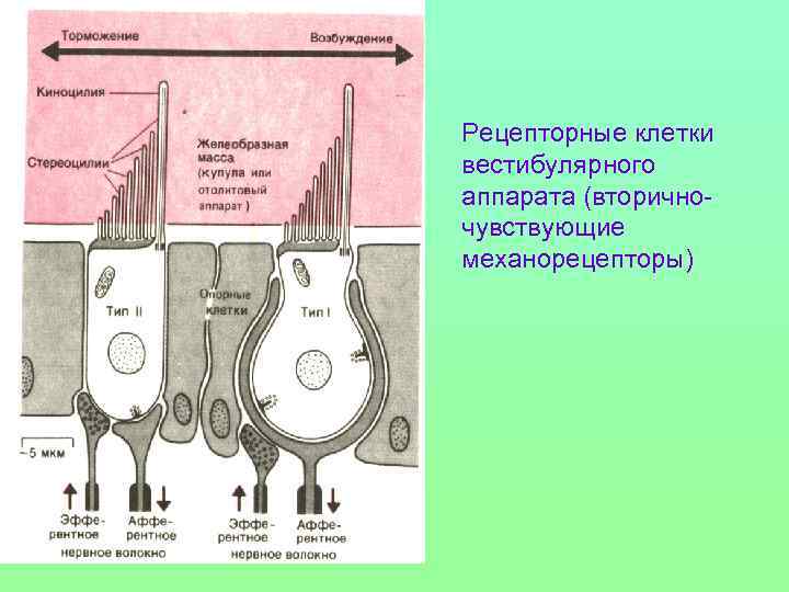 Рецепторные клетки вестибулярного аппарата (вторичночувствующие механорецепторы) 