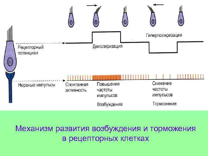 Механизм развития возбуждения и торможения в рецепторных клетках 