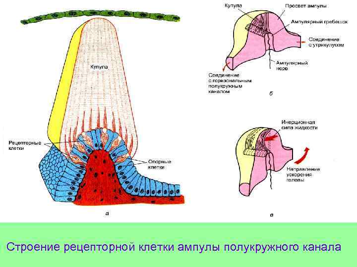 Строение рецепторной клетки ампулы полукружного канала 