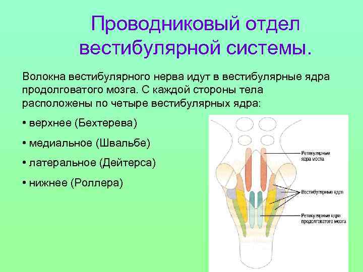 Проводниковый отдел вестибулярной системы. Волокна вестибулярного нерва идут в вестибулярные ядра продолговатого мозга. С