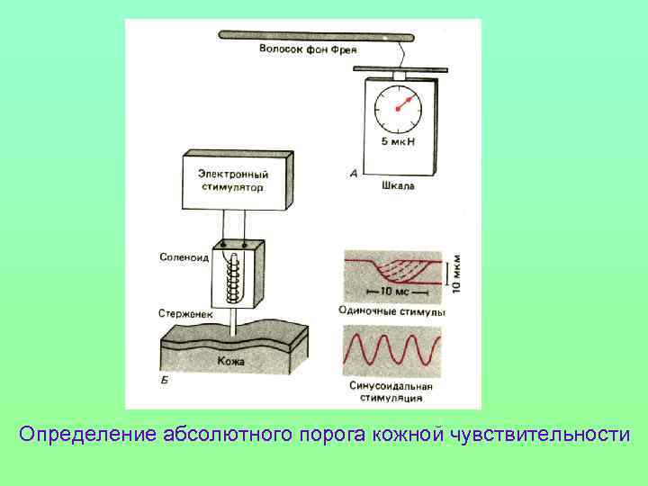 Определение абсолютного порога кожной чувствительности 