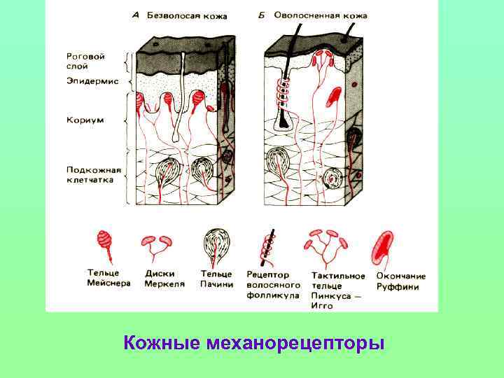 Виды механорецепторов схема