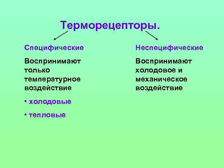 Терморецепторы. Специфические Неспецифические Воспринимают только температурное воздействие Воспринимают холодовое и механическое воздействие • холодовые