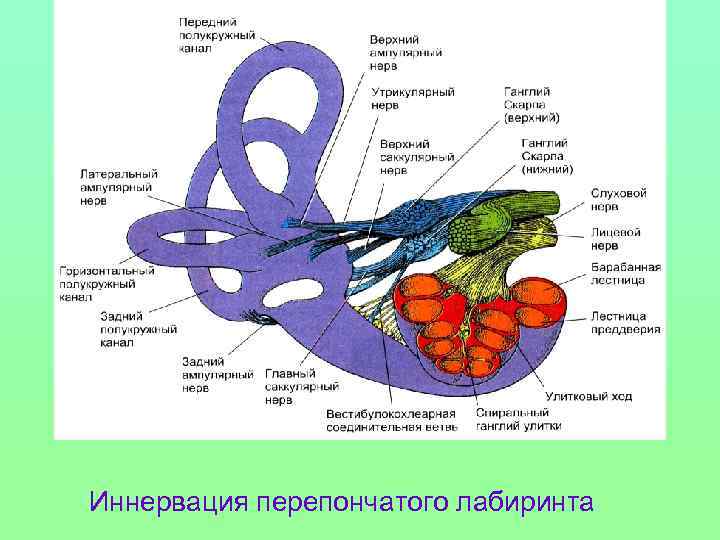 Иннервация перепончатого лабиринта 