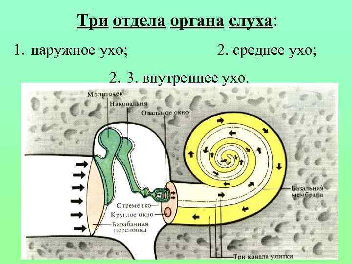 Три отдела органа слуха: 1. наружное ухо; 2. среднее ухо; 2. 3. внутреннее ухо.