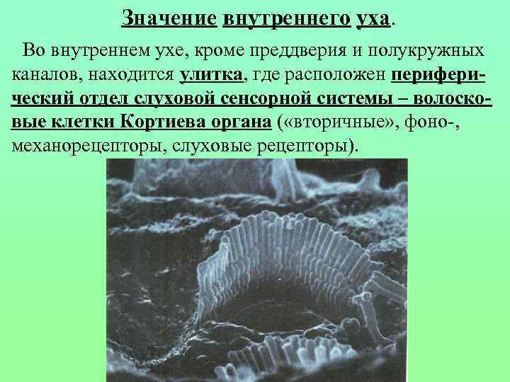 Значение внутреннего уха. Во внутреннем ухе, кроме преддверия и полукружных каналов, находится улитка, где