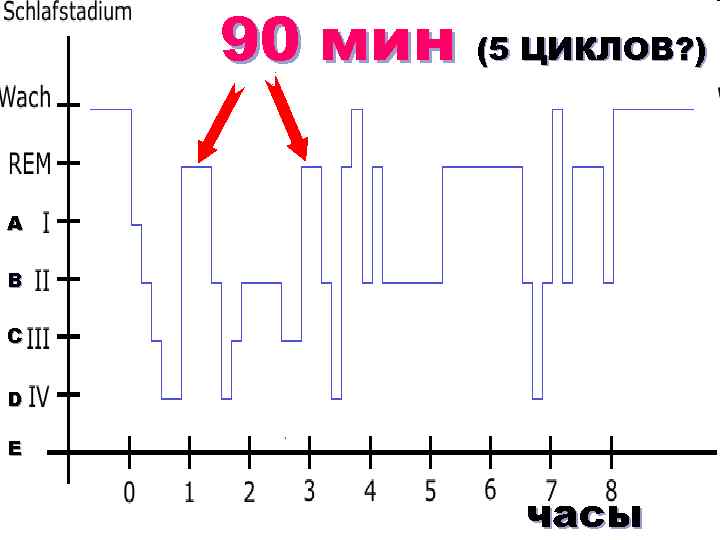 90 мин (5 ЦИКЛОВ? ) A B С D E часы 