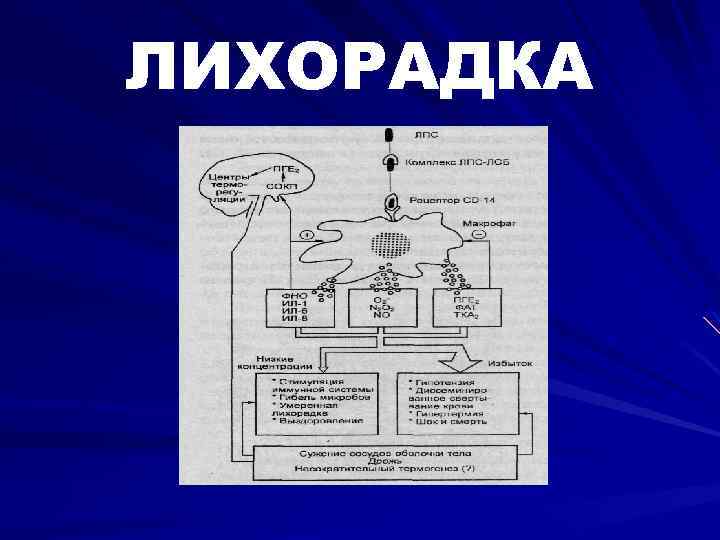 Схема терморегуляции человека