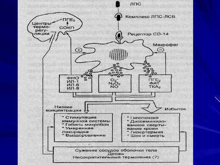 Схема функциональной системы терморегуляции