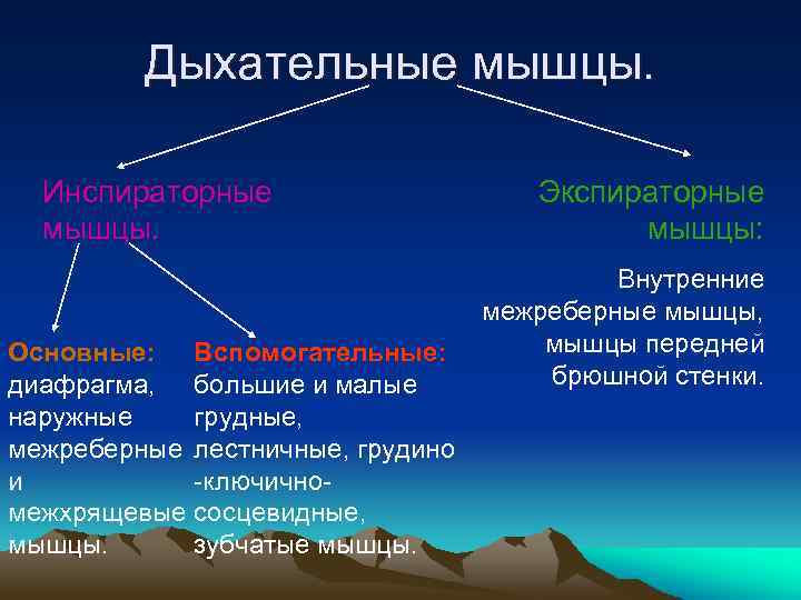 Дыхательные мышцы. Инспираторные мышцы. Основные: Вспомогательные: диафрагма, большие и малые наружные грудные, межреберные лестничные,