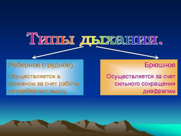 Реберное (грудное). Осуществляется в основном за счет работы межреберных мышц. Брюшное Осуществляется за счет