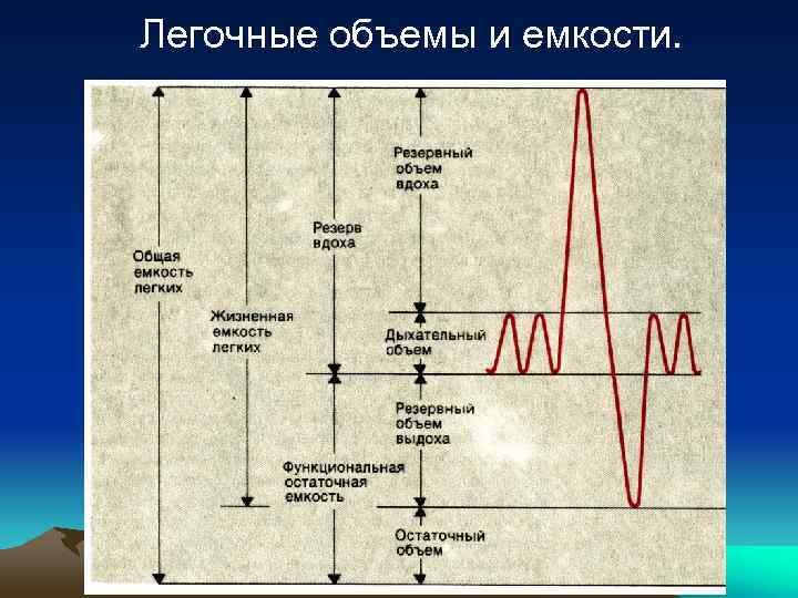 Легочные объемы и емкости. 